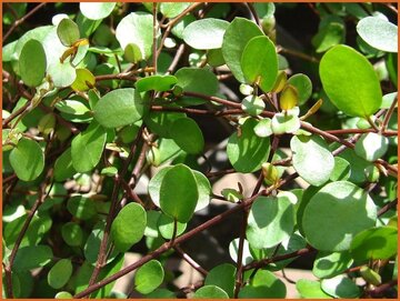 Muehlenbeckia Muehlenbeckia