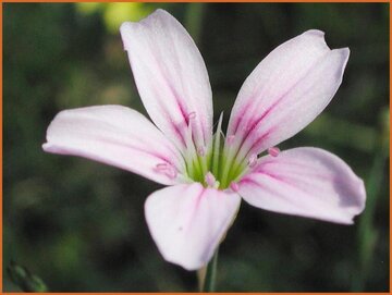 Petrorhagia Petrorhagia