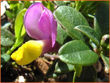 Polygala Polygala