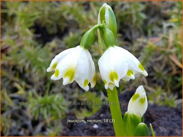 Narcisklokje