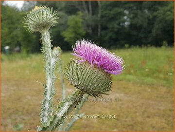 Wegdistel