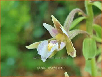 Wespenorchis