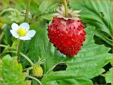 Wilde aardbei