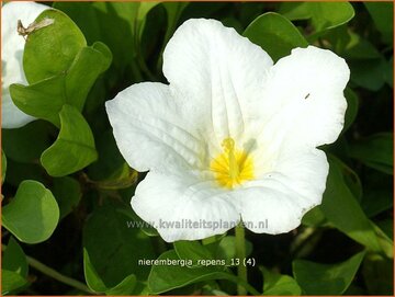 Witte beker