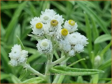 Witte knoop