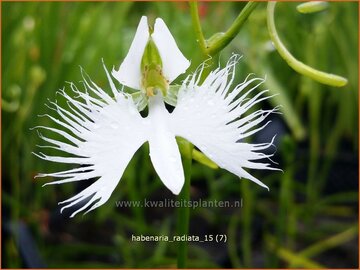 Witte vogelbloem