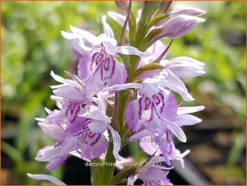 Orchidee