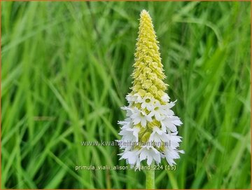 Orchideeprimula