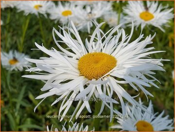 Margriet