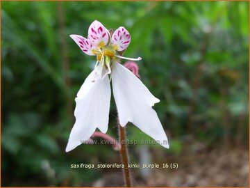 Moederplantje