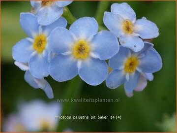Moerasvergeet-mij-nietje