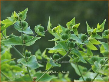 Mollenplant