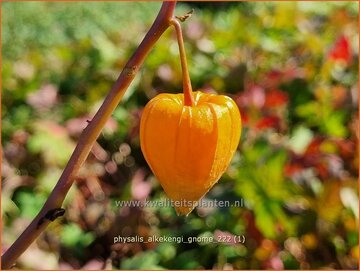 Lampionplant