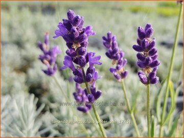 Lavendel