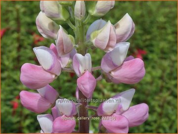 Lupine