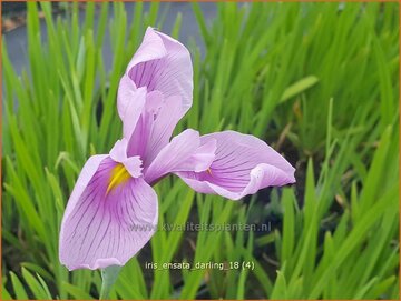 Japanse iris