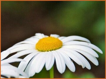 Japanse margriet