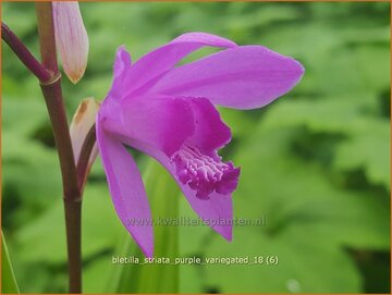 Japanse orchidee