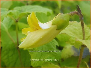 Japanse wasbloem