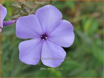 Flox