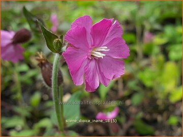 Dagkoekoeksbloem