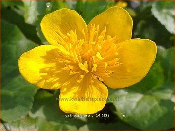 Dotterbloem