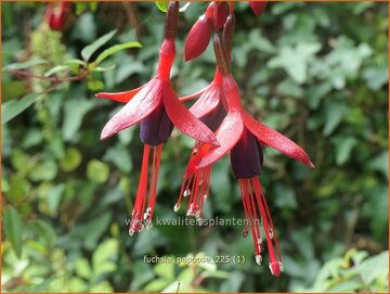 Fuchsia