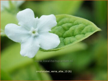 Witte onschuld