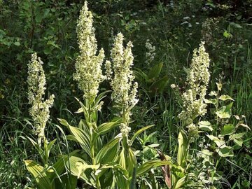 Witte nieswortel