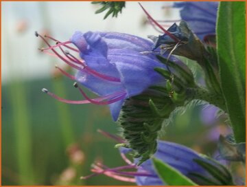 Echium Echium