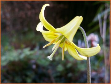 Erythronium Erythronium