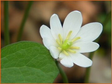 Jeffersonia Jeffersonia
