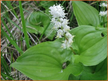 Maianthemum Maianthemum
