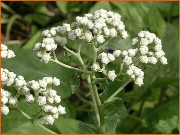Parthenium Parthenium