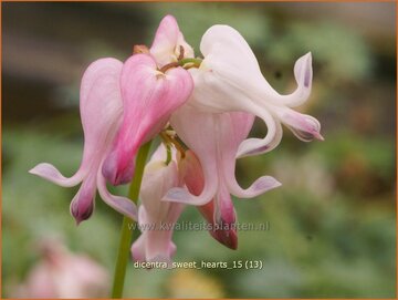 Dicentra