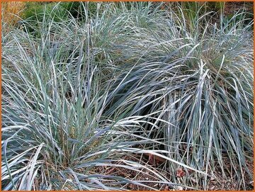 Elymus Elymus