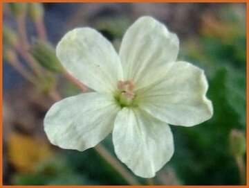 Erodium Erodium