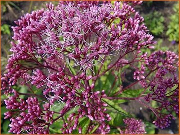 Eupatorium Eupatorium