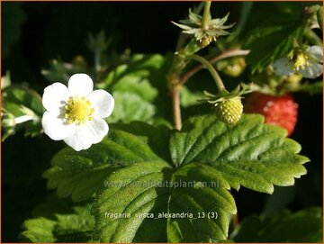 Fragaria