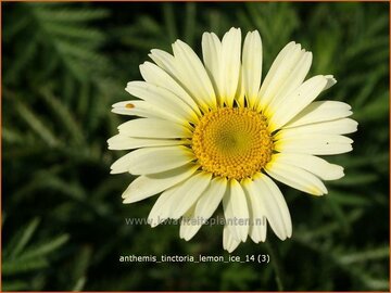 Anthemis