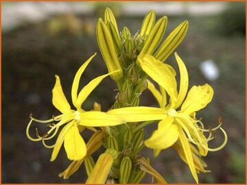 Asphodeline