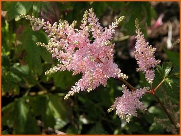 Astilbe