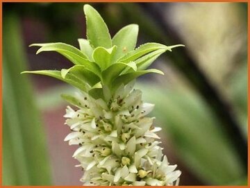 Eucomis Eucomis