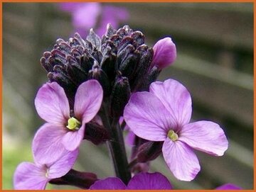 Erysimum Erysimum
