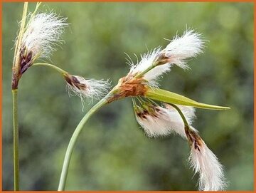 Eriophorum Eriophorum