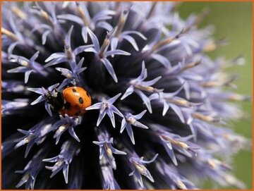 Echinops Echinops