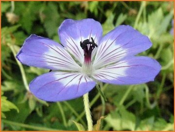 Geranium