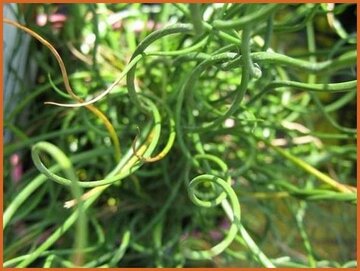 Juncus Juncus
