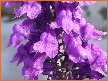 Linaria