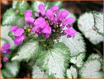 Lamium